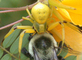 White-banded Crab Spider White-banded Crab Spider